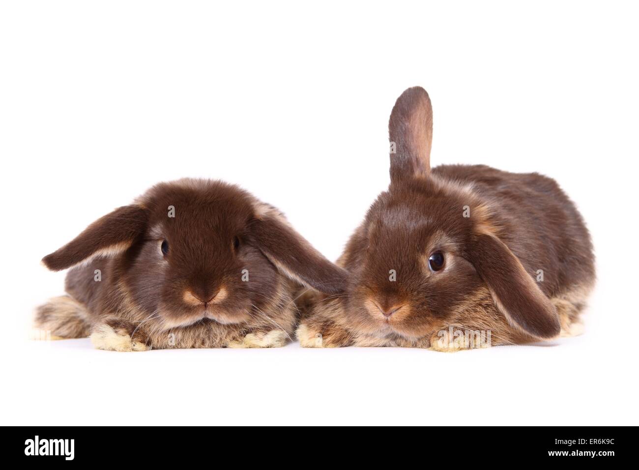 Mini Lop Banque D'Images