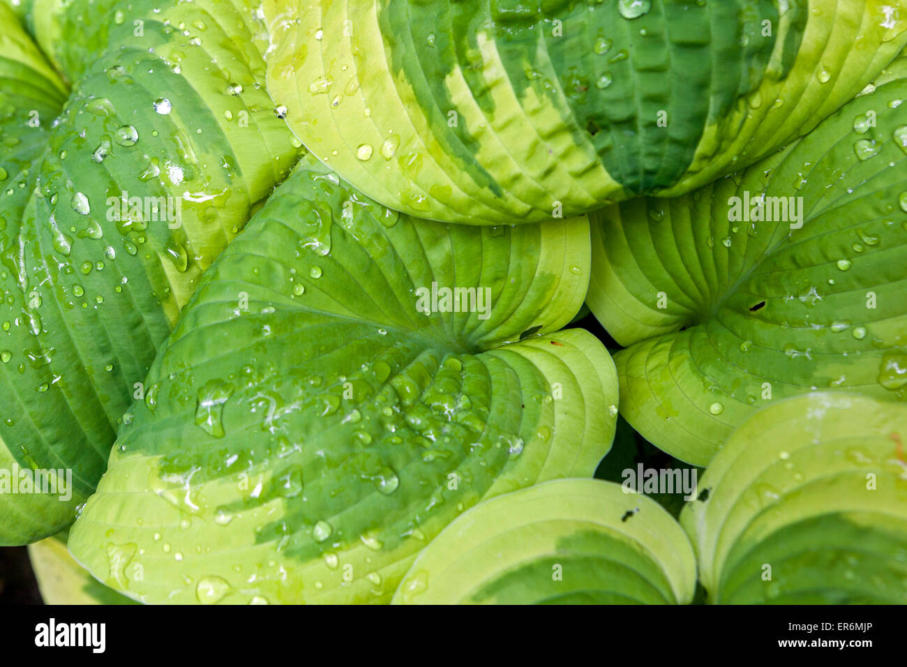 Plante Hosta 'Mary Sunshine', feuilles variégées se forment Banque D'Images