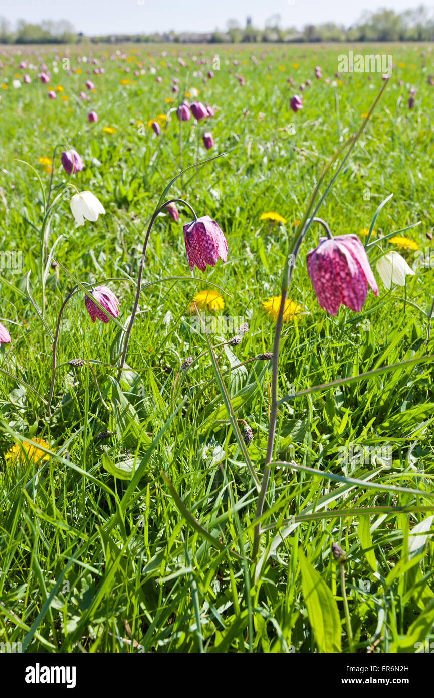 Tête du serpent Fritillaries (Fritillaria meleagris) croissant sur l'Amérique du pré, Cricklade, Wiltshire UK - Une SSSI et un NNR Banque D'Images