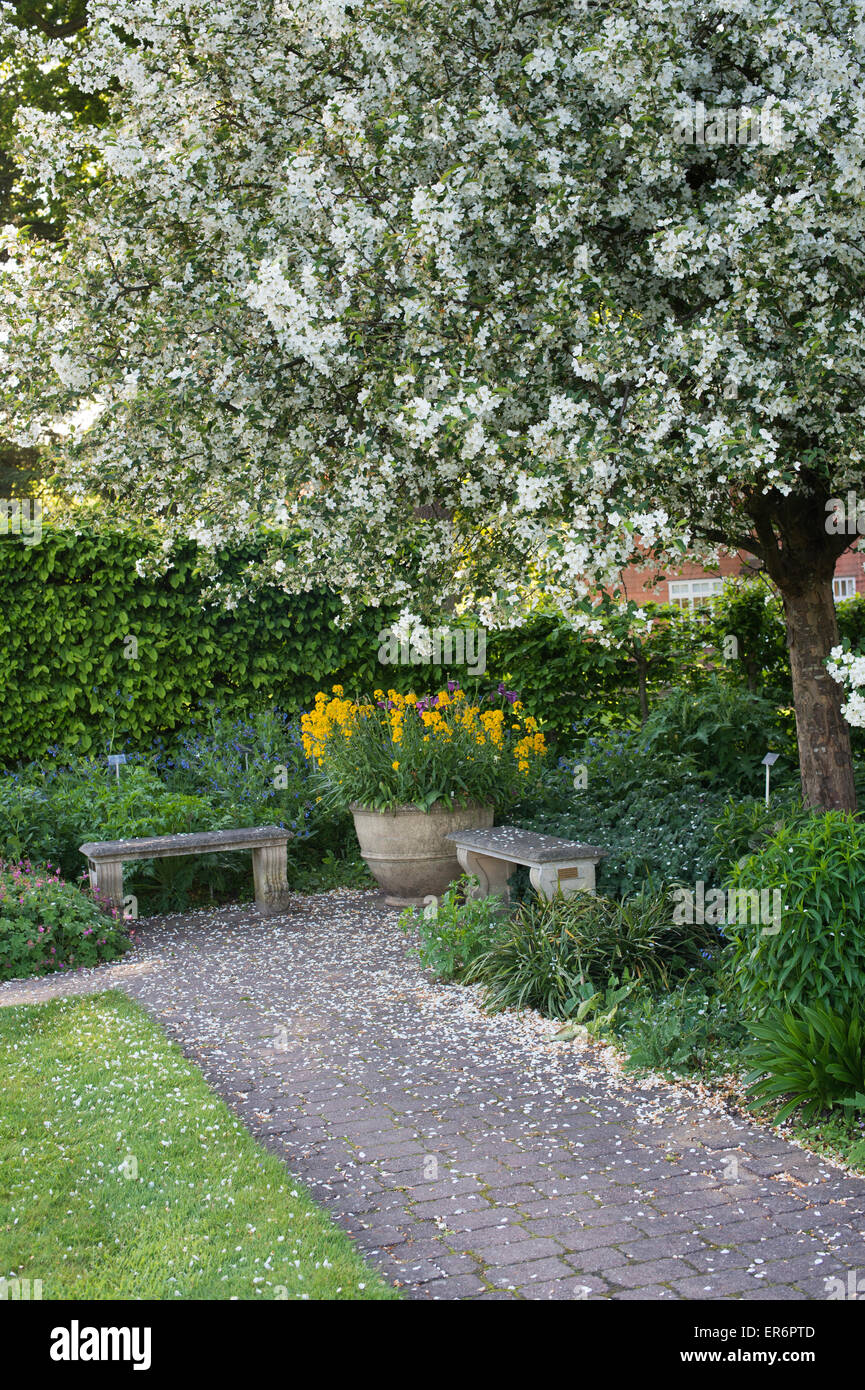 Malus Hupehensis. Crabe Hupeh pommier en fleurs à RHS Wisley Gardens. Surrey, Angleterre Banque D'Images
