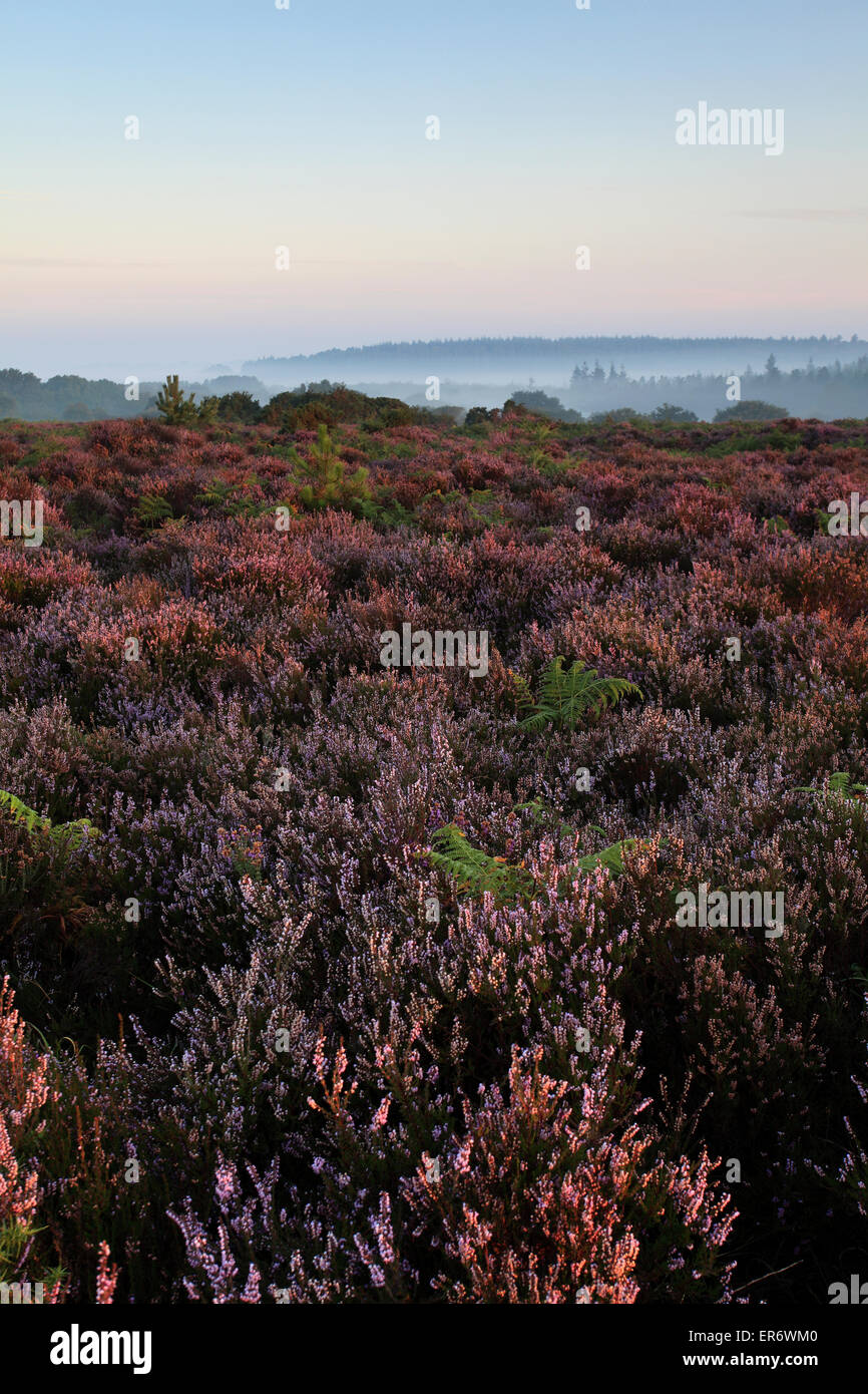 Misty morning sunrise ; Bratley Plaine, Parc National de New Forest, Hampshire County ; Angleterre ; la Grande-Bretagne, Royaume-Uni Banque D'Images