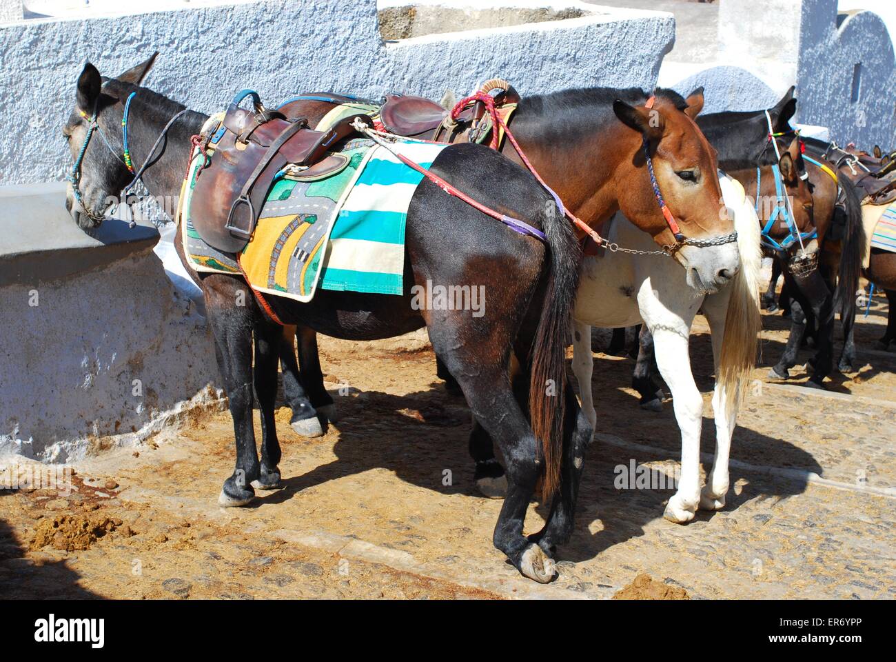 Les mules en activité transportent traditionnellement la falaise à Santorini jusqu'à la ville de Fira, en Grèce. Banque D'Images