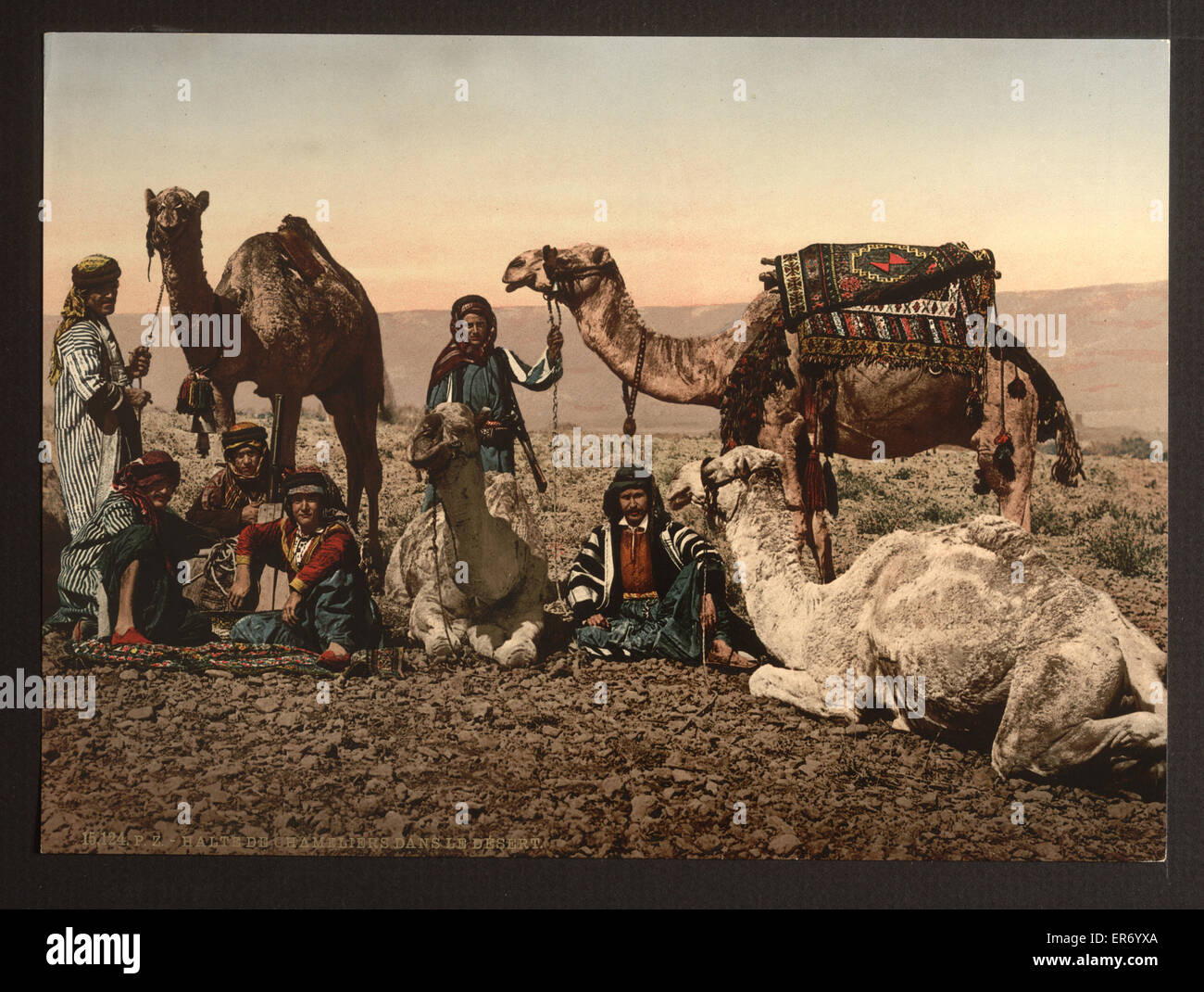 L'arrêt de chameaux dans le désert, Terre Sainte Banque D'Images