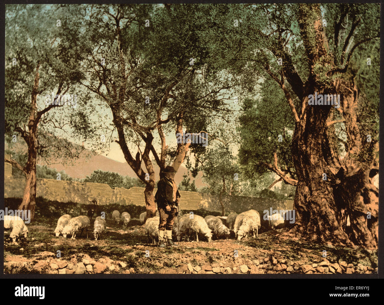 Shephard tendant des moutons dans l'oliveraie, Mentone, Riviera Banque D'Images