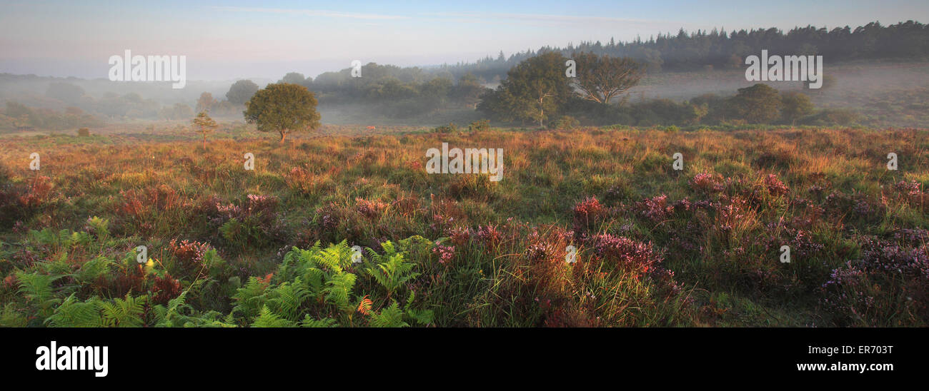 Misty morning sunrise ; Broomy Plaine, Parc National de New Forest, Hampshire County ; Angleterre ; la Grande-Bretagne, Royaume-Uni Banque D'Images