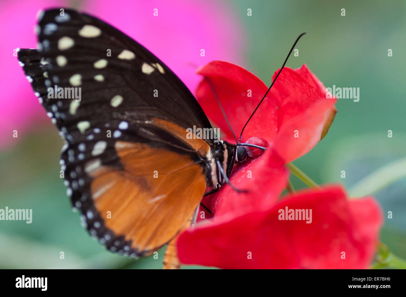 Danaus chrysippe de papillon monarque africain. Pris le 30 août 2014 Bufferfly à l'Arc, Montegrotto Terme, Padova, Italie. Banque D'Images