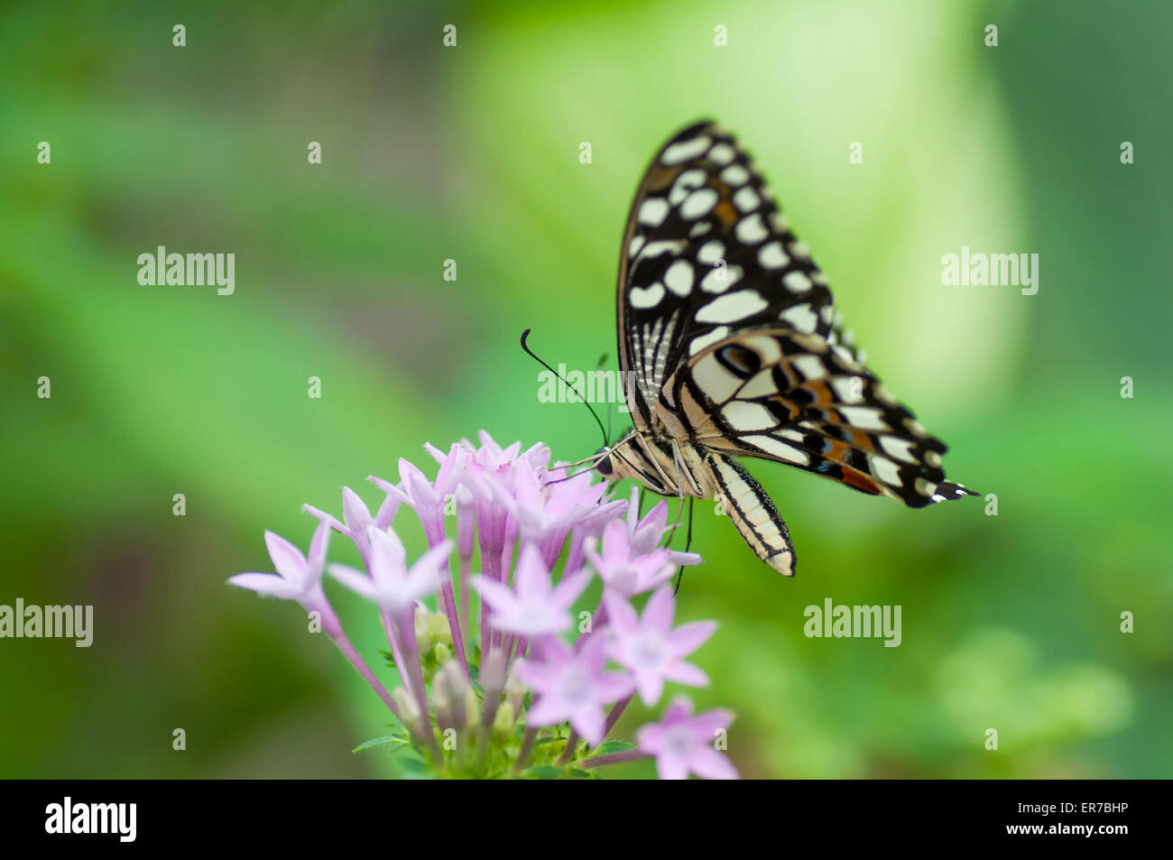 Papillon Papilio spp., manger sur une fleur. Pris le 30 août 2014 Bufferfly à l'Arc, Montegrotto Terme, Padova, Italie. Banque D'Images