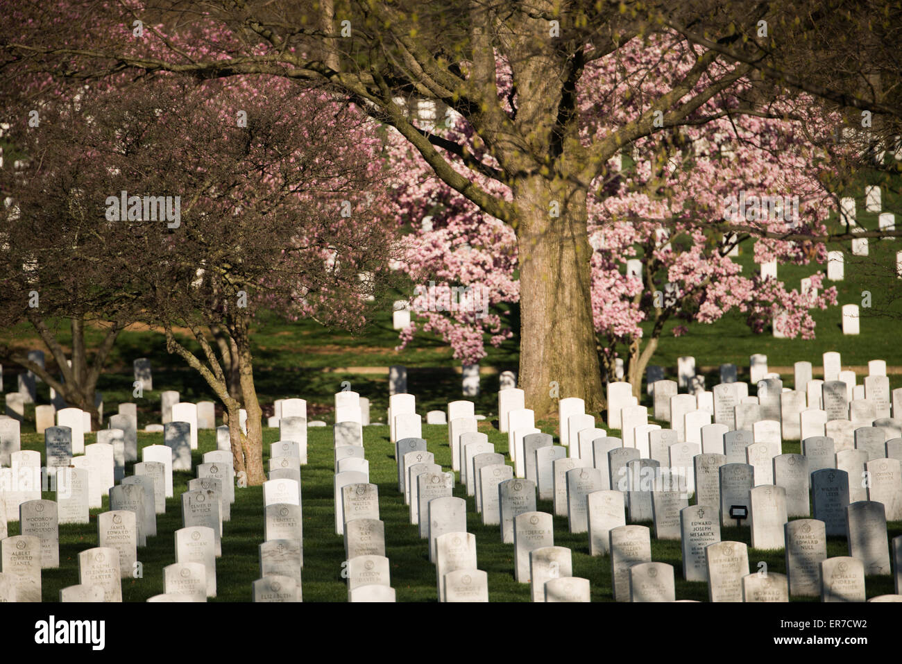 Cimetière d'Arlington au printemps Washington DC // Une vue du cimetière d'Arlington au printemps. Banque D'Images