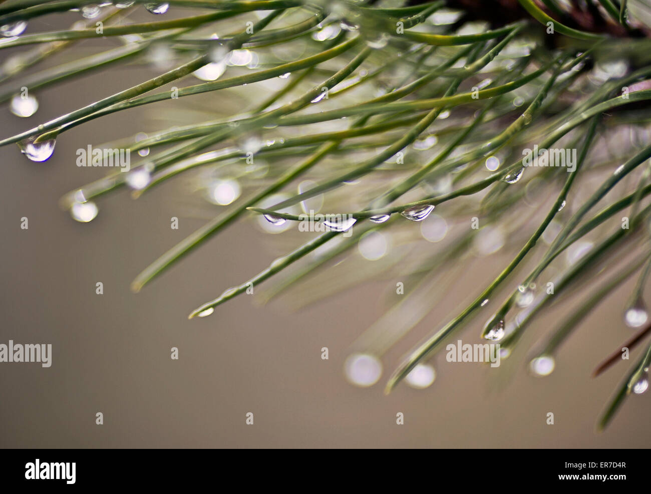 Des gouttelettes de pluie se bloquer dans les aiguilles d'un pin après une douche à effet pluie. Banque D'Images