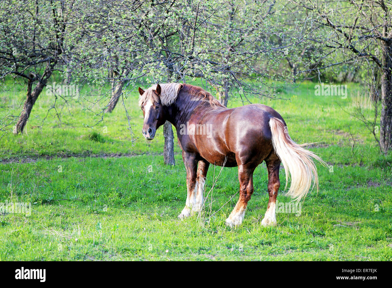 Beaux chevaux sur l'arrière-plan du paysage forestier photographié close up Banque D'Images