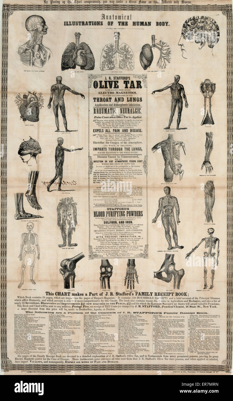 Illustrations, anatomiques du corps humain Banque D'Images