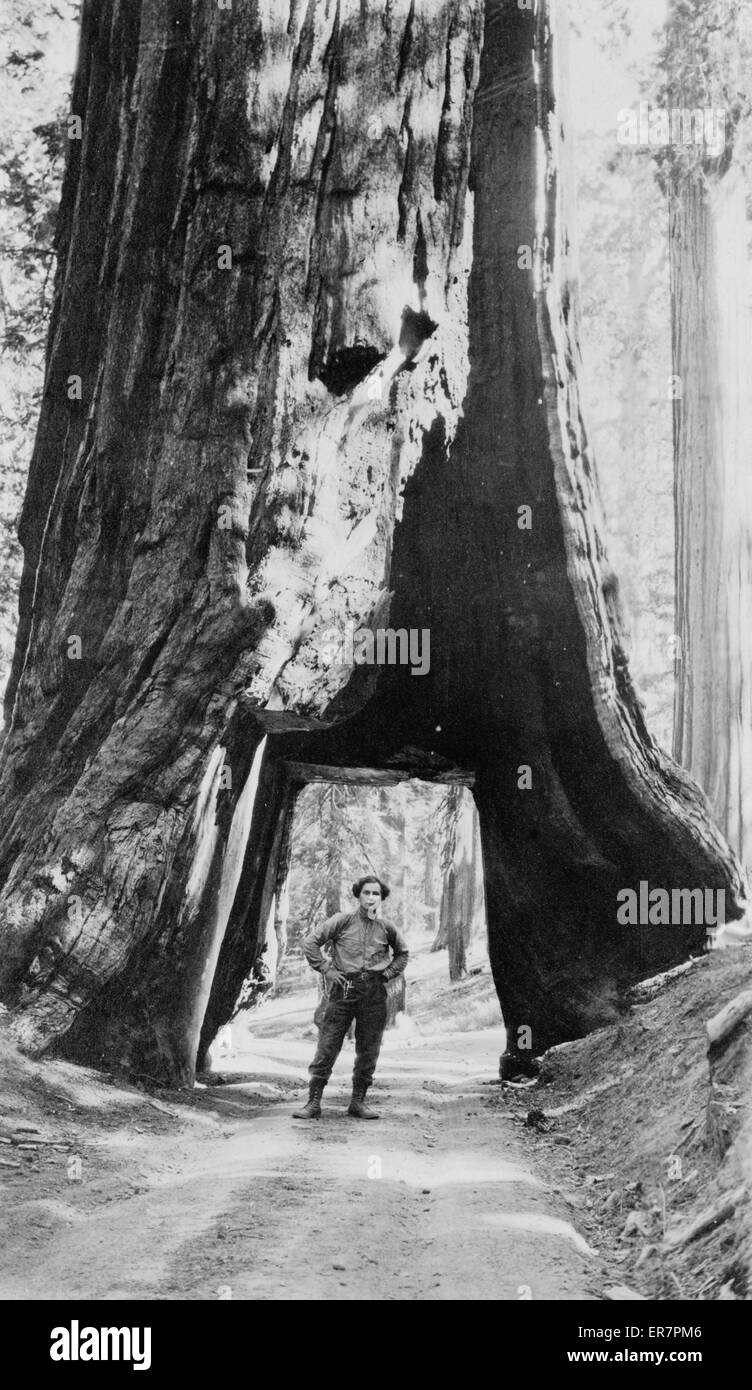 Bill Zorach marcher sous grand arbre, Yosemite, Californie Banque D'Images