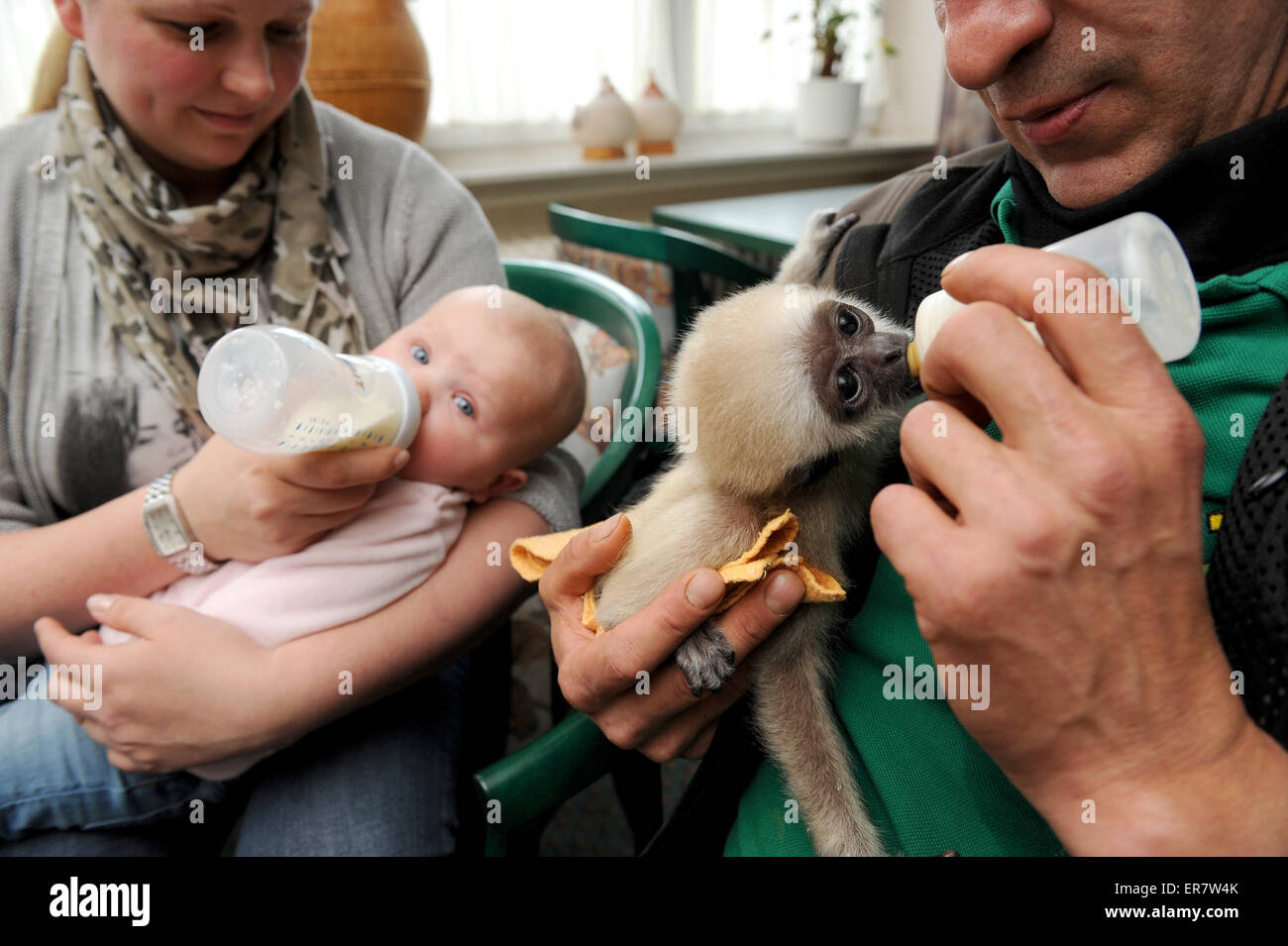 Friesoythe Allemagne 27 Mai 15 Directeur General De L Animal Park Pres De Thuele Friesoythe Alexandra Grothoff Bottle Nourrit Son Six Mois Fille Viktoria Dans Barcelone Allemagne 27 Mai 15 Zookeeper Ralf Haidenkummer Est