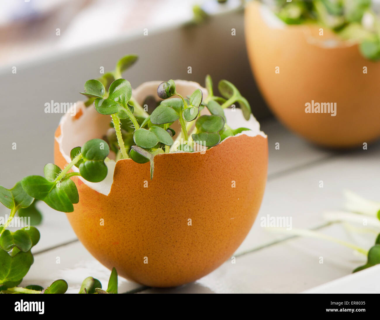 Salade de cresson dans une coquille. Selective focus Banque D'Images