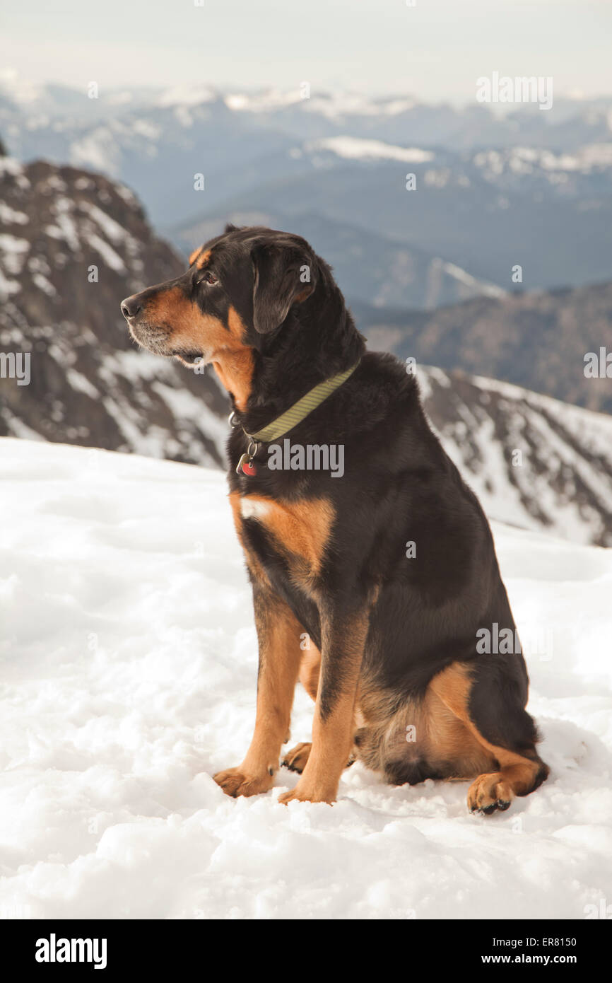 Un chien est assis sur la neige en montagne. Banque D'Images