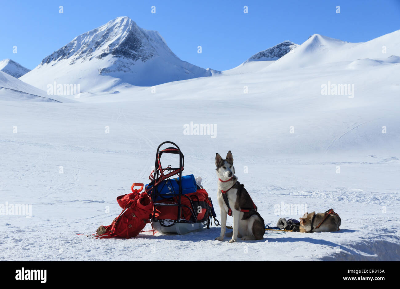 Une équipe de chiens de traîneau husky au travail par une journée d'hiver en Suède. Banque D'Images