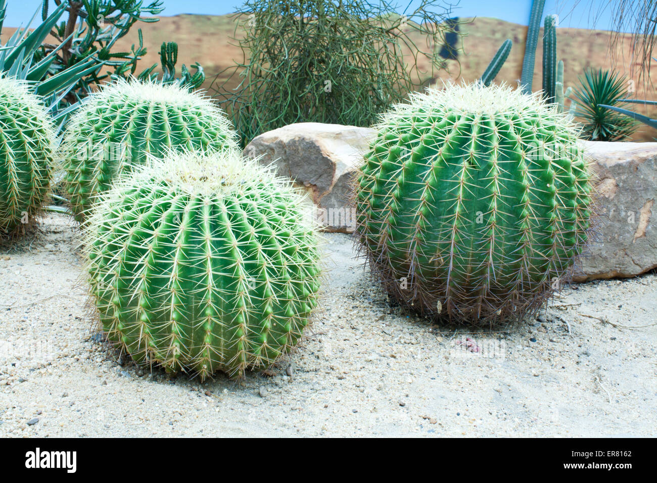 Un Golden Barrel Cactus (Catégorie : sp.) dans le parc Banque D'Images