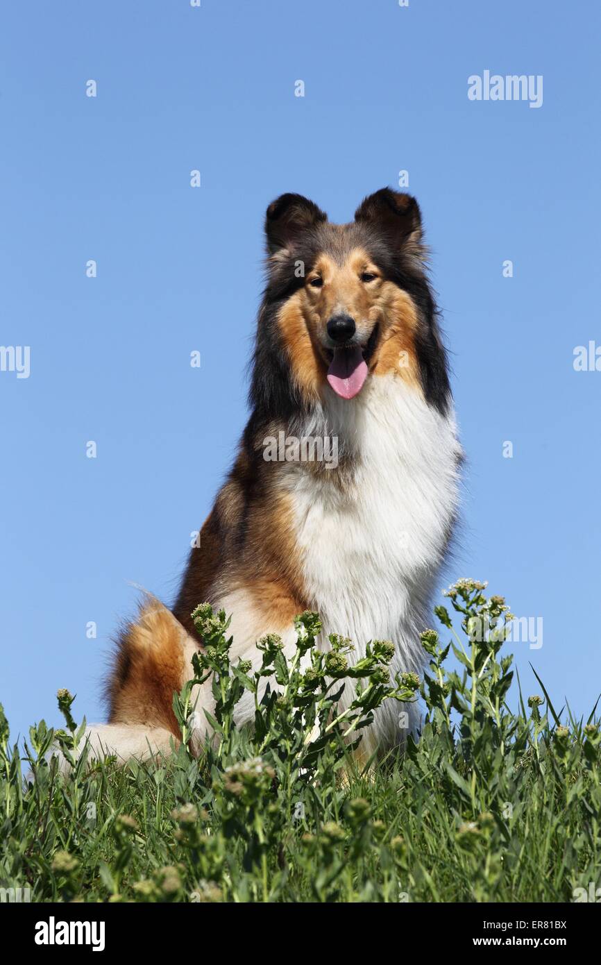 Sitting Collie Américain Banque D'Images