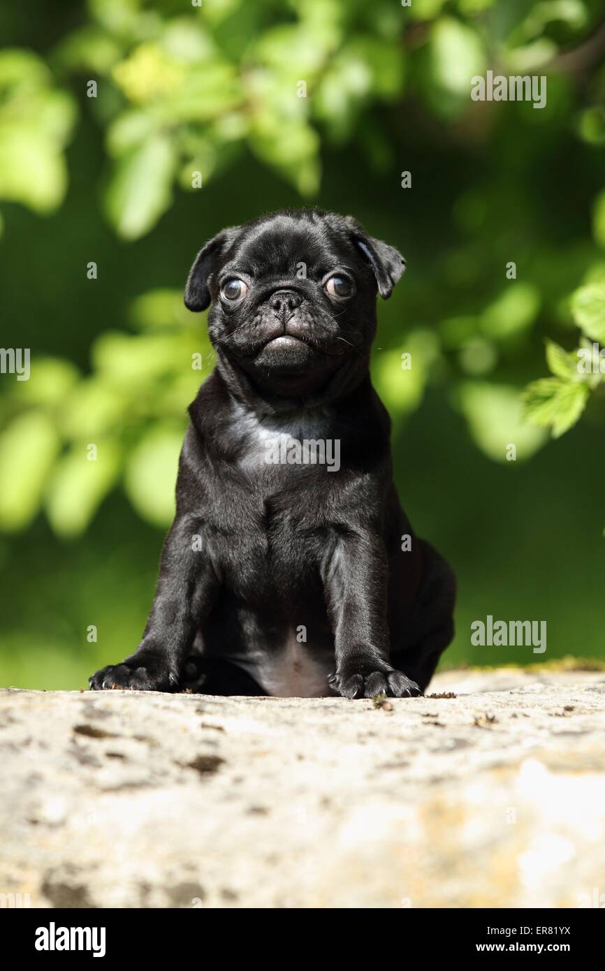 chiot Carlin Banque D'Images