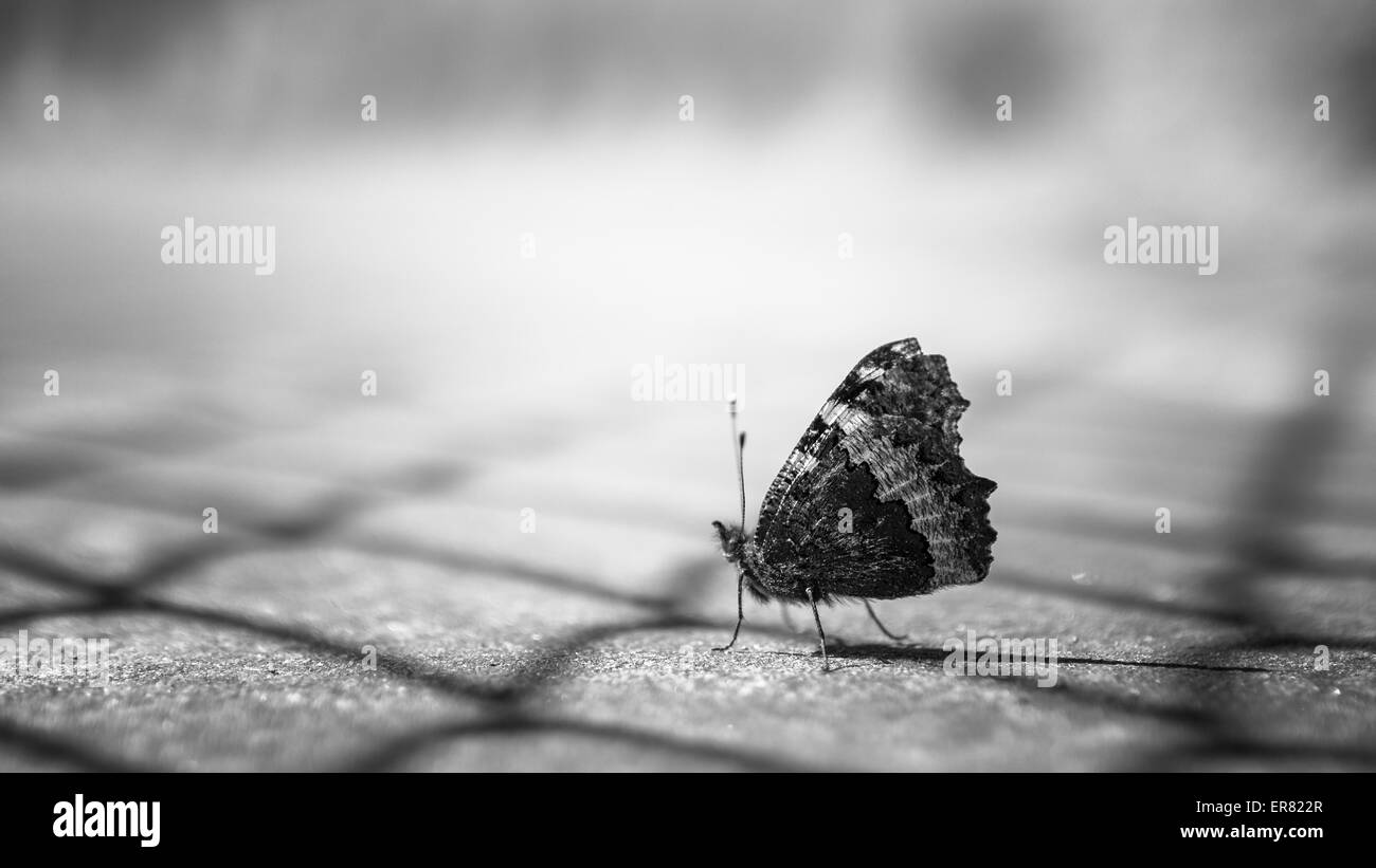 Close up d'un papillon en noir et blanc, sur fond flou. Banque D'Images
