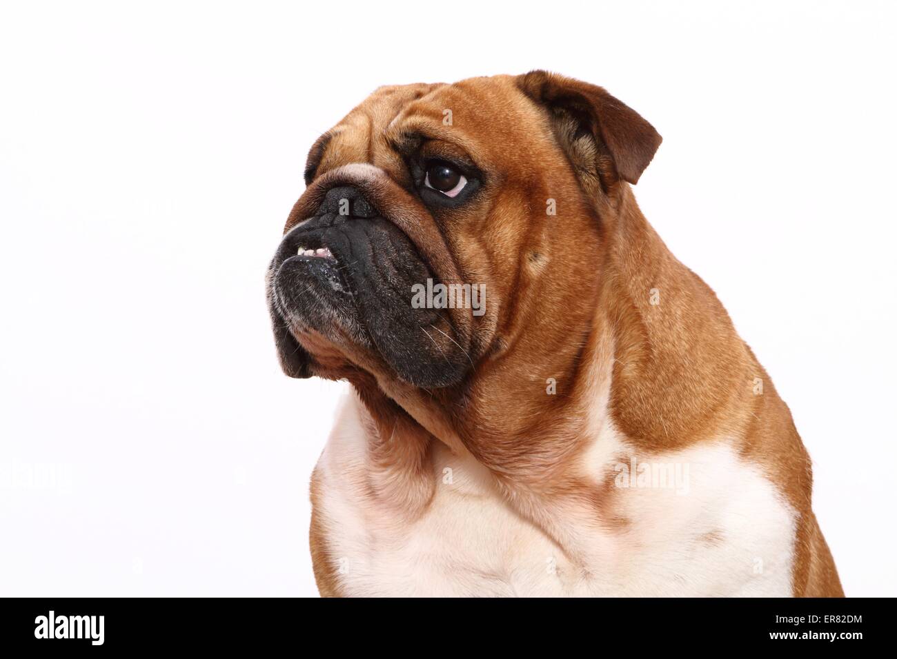 Bulldog anglais Portrait Banque D'Images