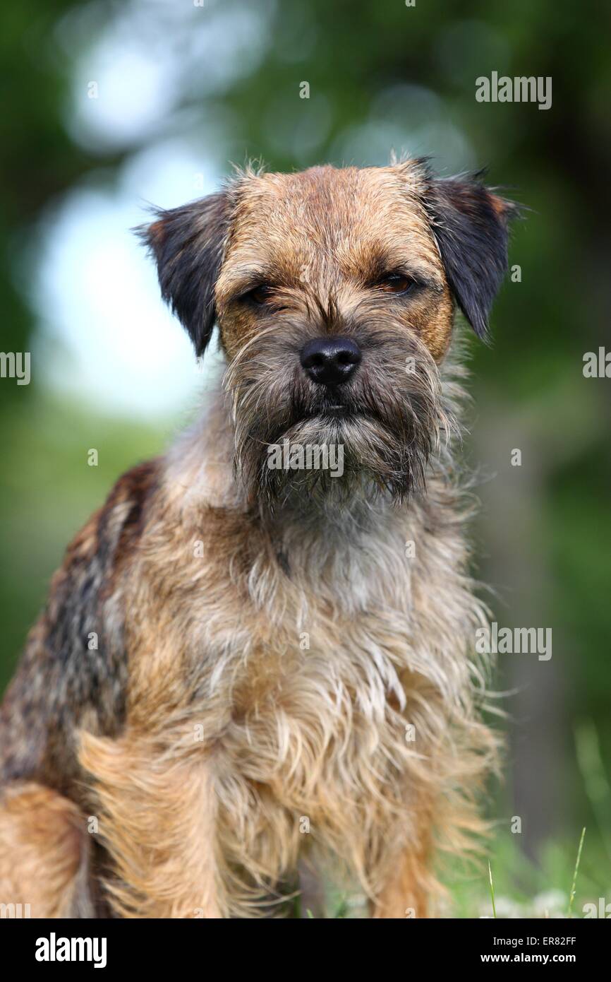 Border Terrier Portrait Banque D'Images