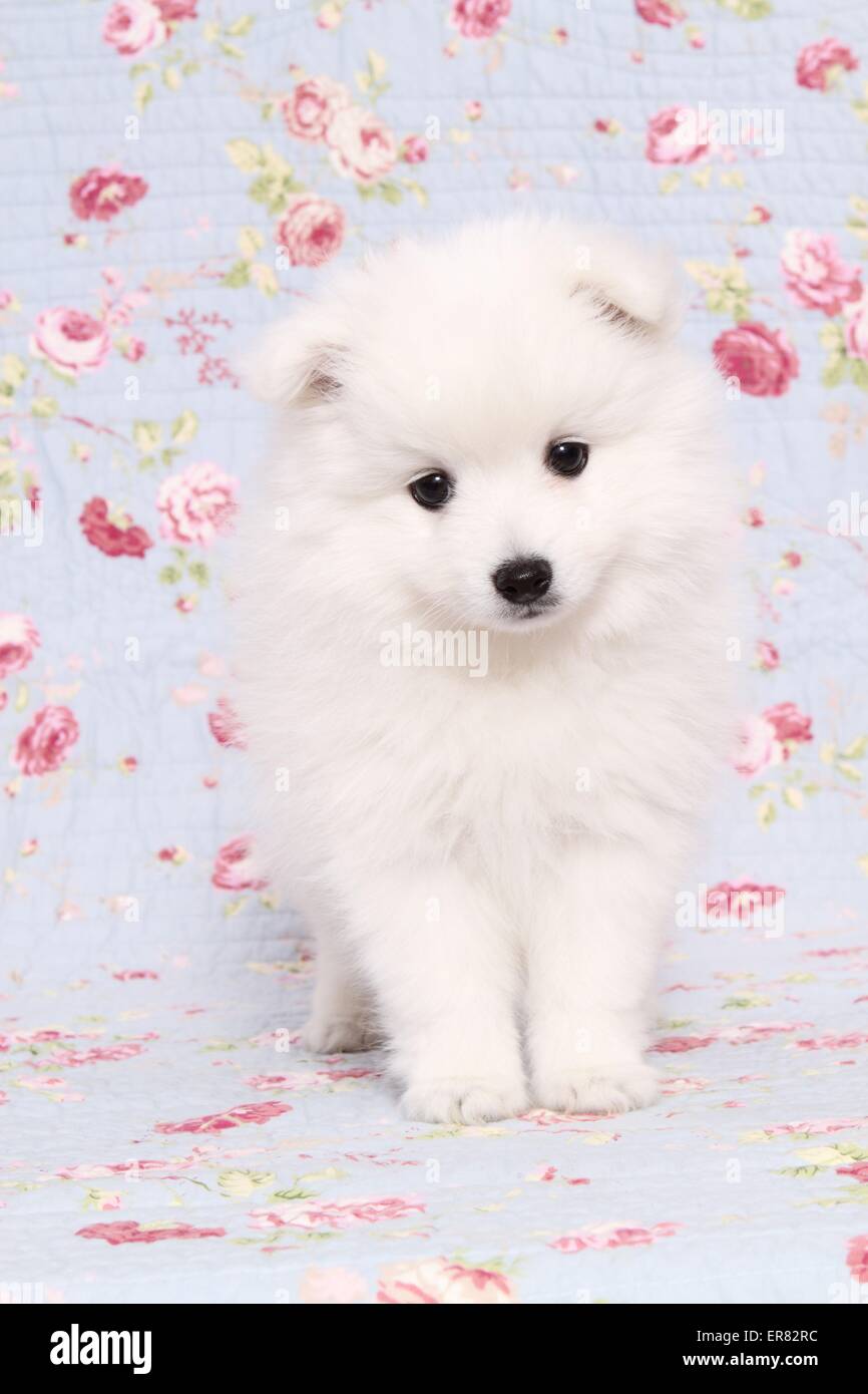 Chiot pomeranian japonais Banque D'Images