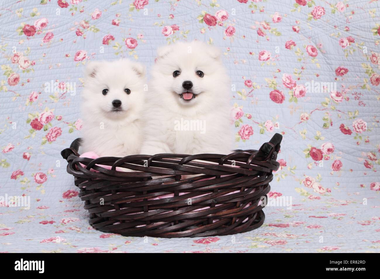 Chiots pomeranian japonais Banque D'Images