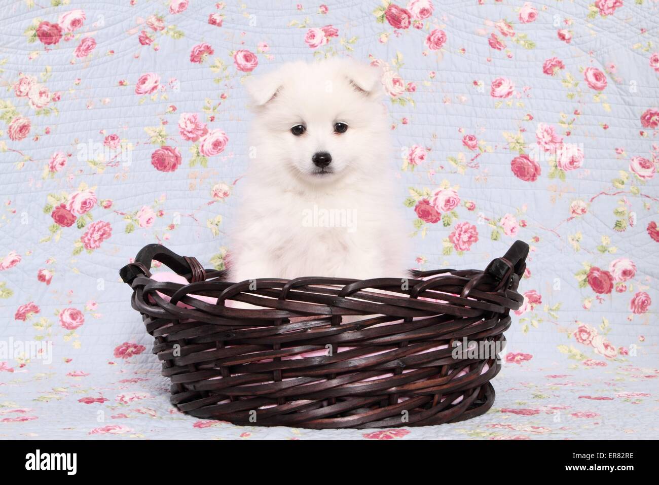 Chiot pomeranian japonais Banque D'Images