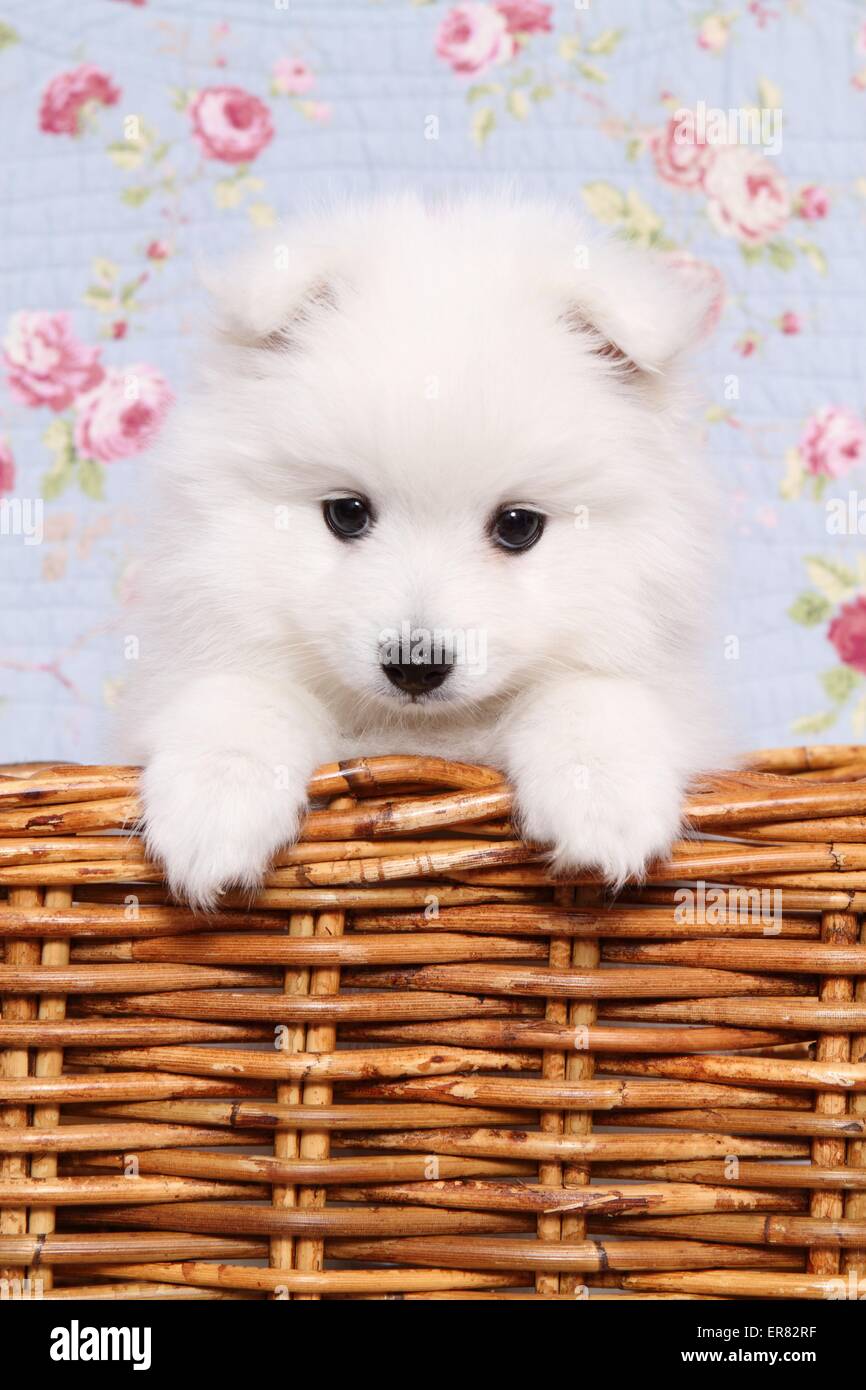Chiot pomeranian japonais Banque D'Images