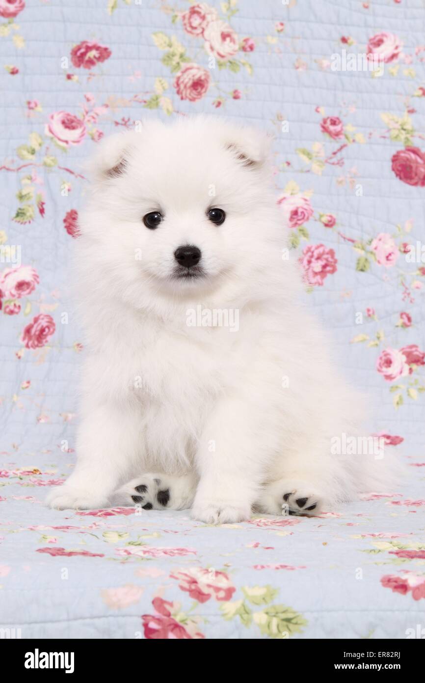 Chiot pomeranian japonais Banque D'Images