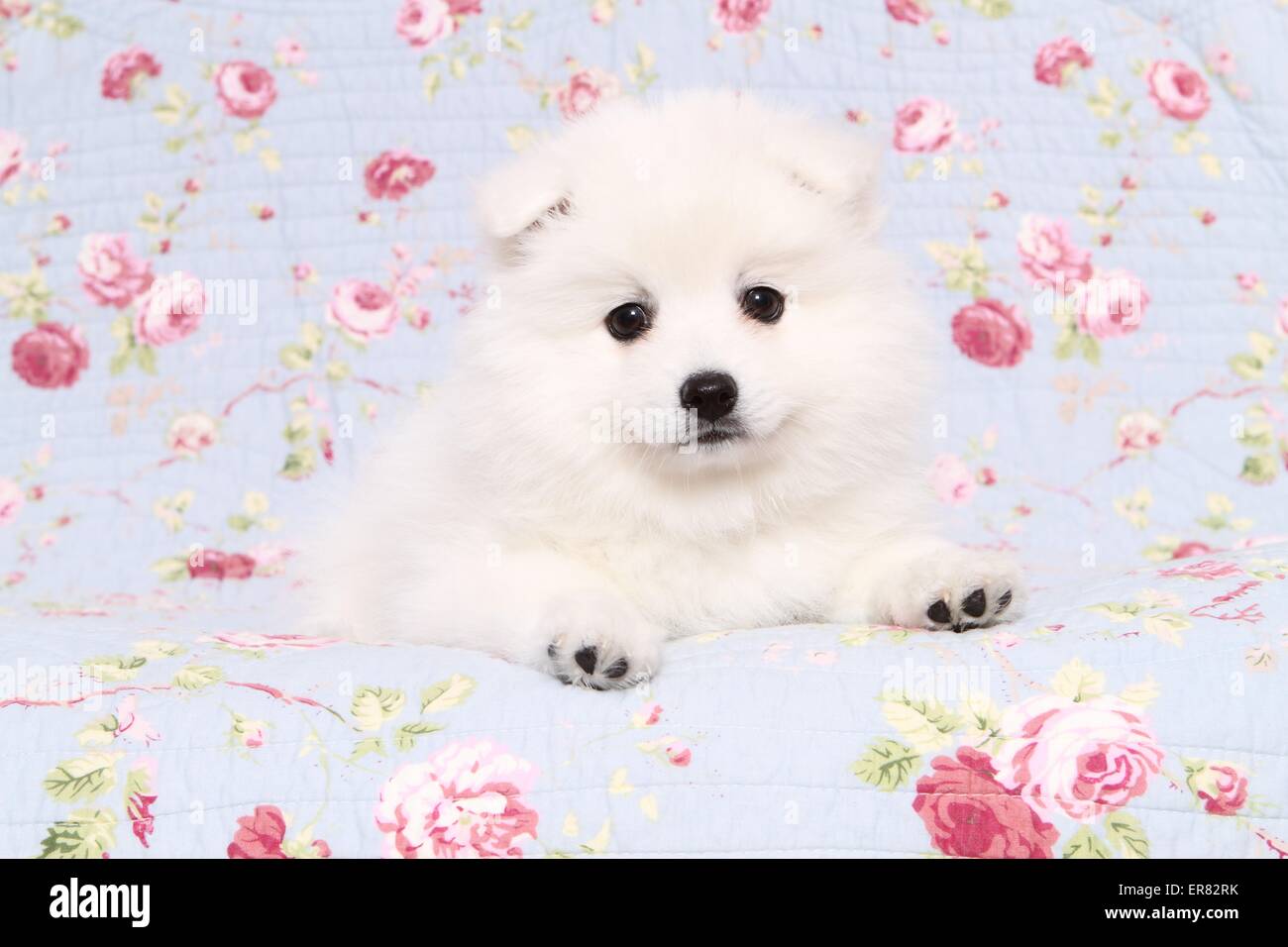 Chiot pomeranian japonais Banque D'Images