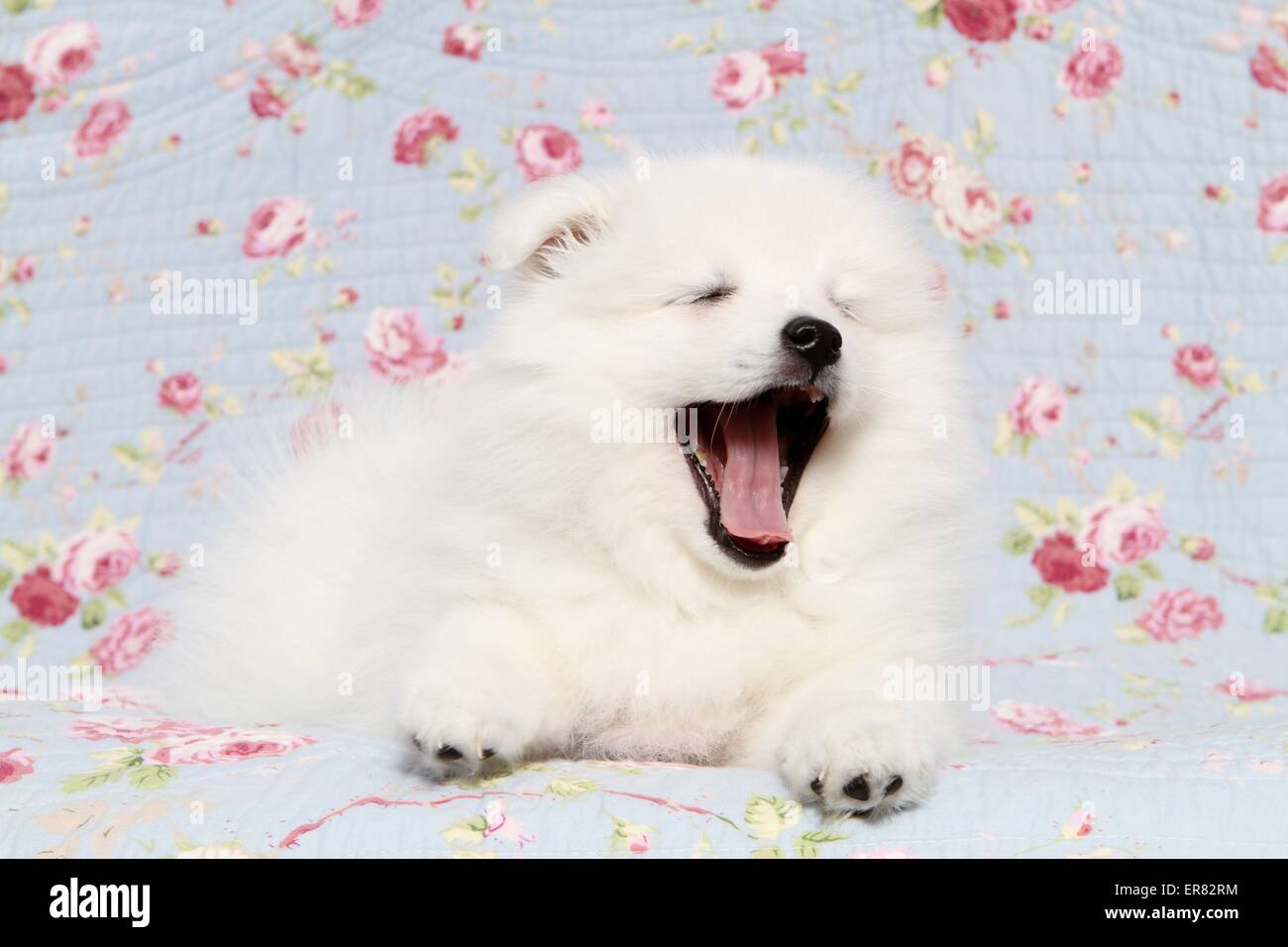 Chiot pomeranian japonais Banque D'Images