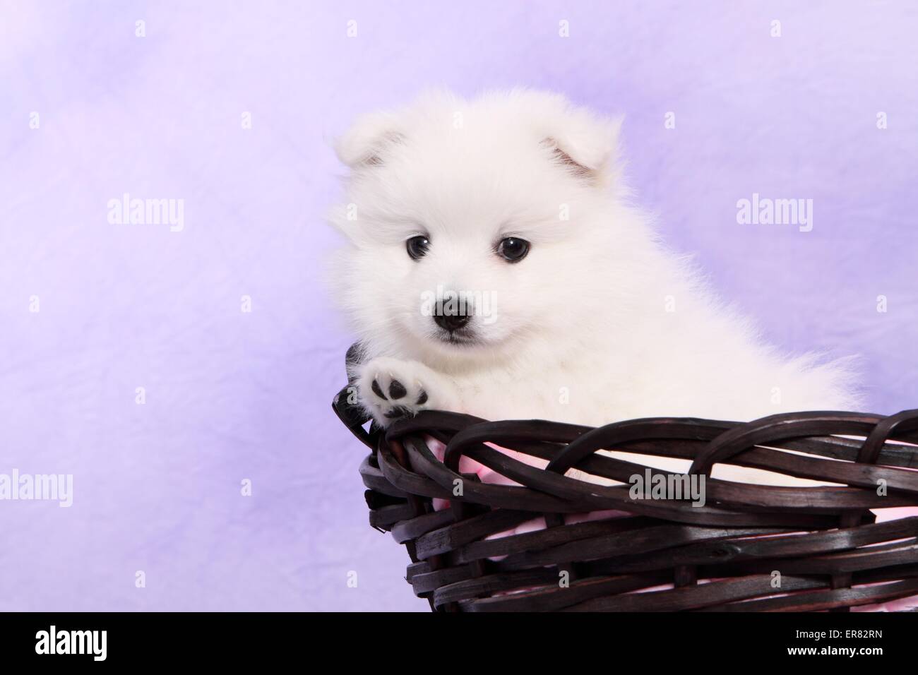 Chiot pomeranian japonais Banque D'Images