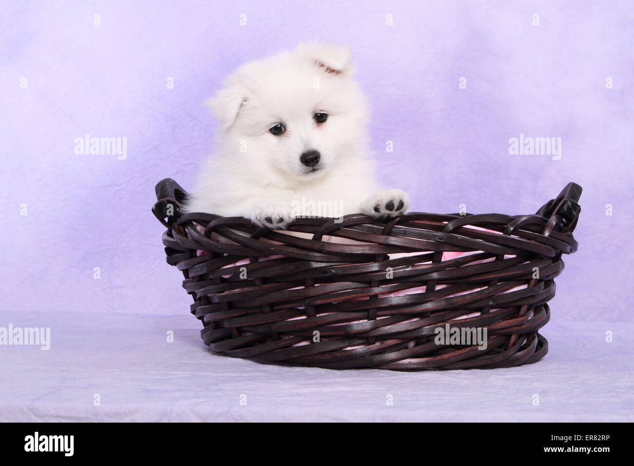 Chiot pomeranian japonais Banque D'Images