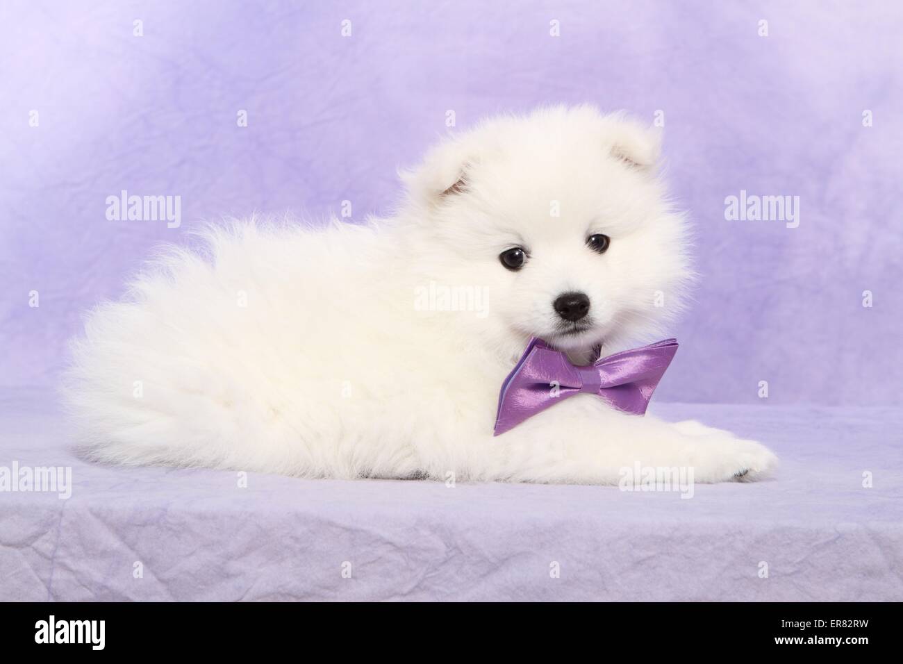 Chiot pomeranian japonais Banque D'Images