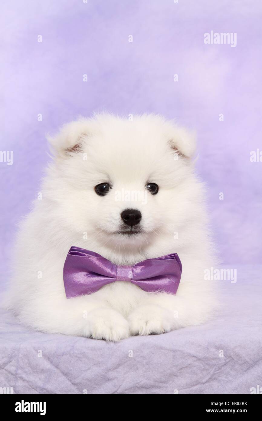 Chiot pomeranian japonais Banque D'Images
