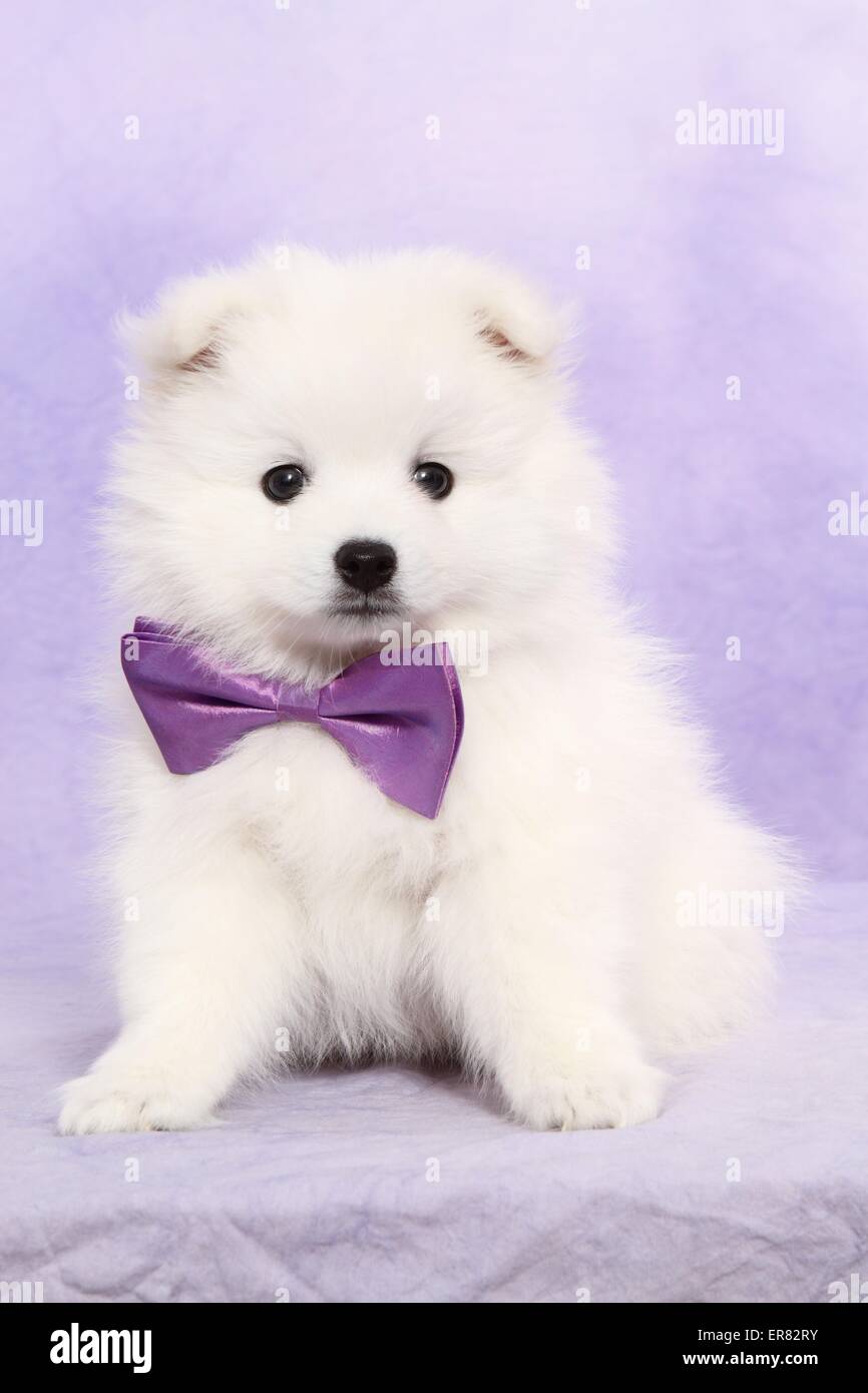 Chiot pomeranian japonais Banque D'Images