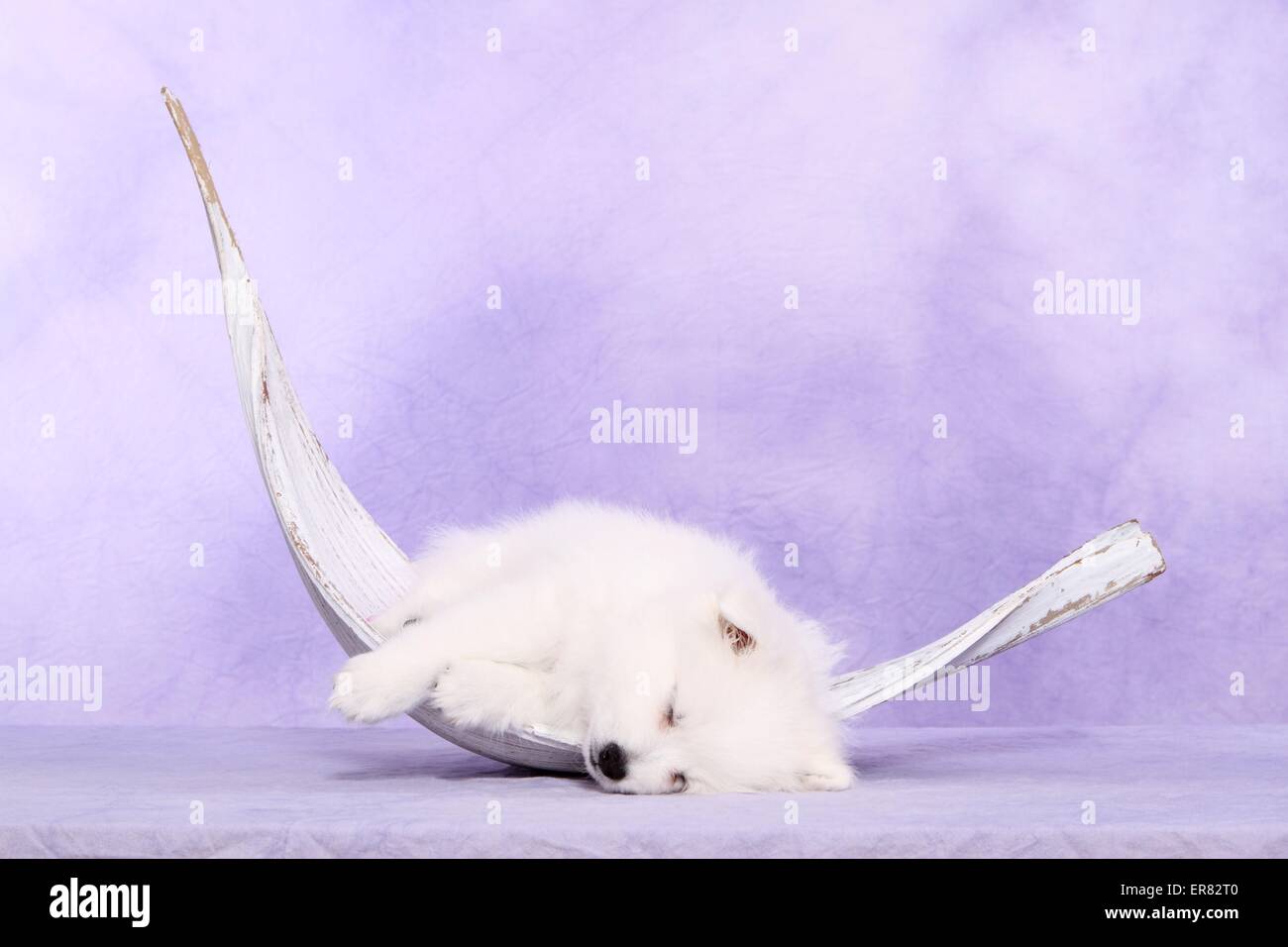 Chiot pomeranian japonais Banque D'Images