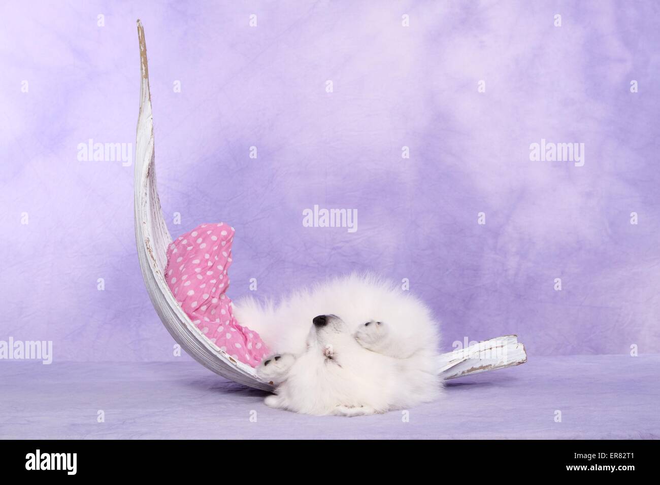 Chiot pomeranian japonais Banque D'Images