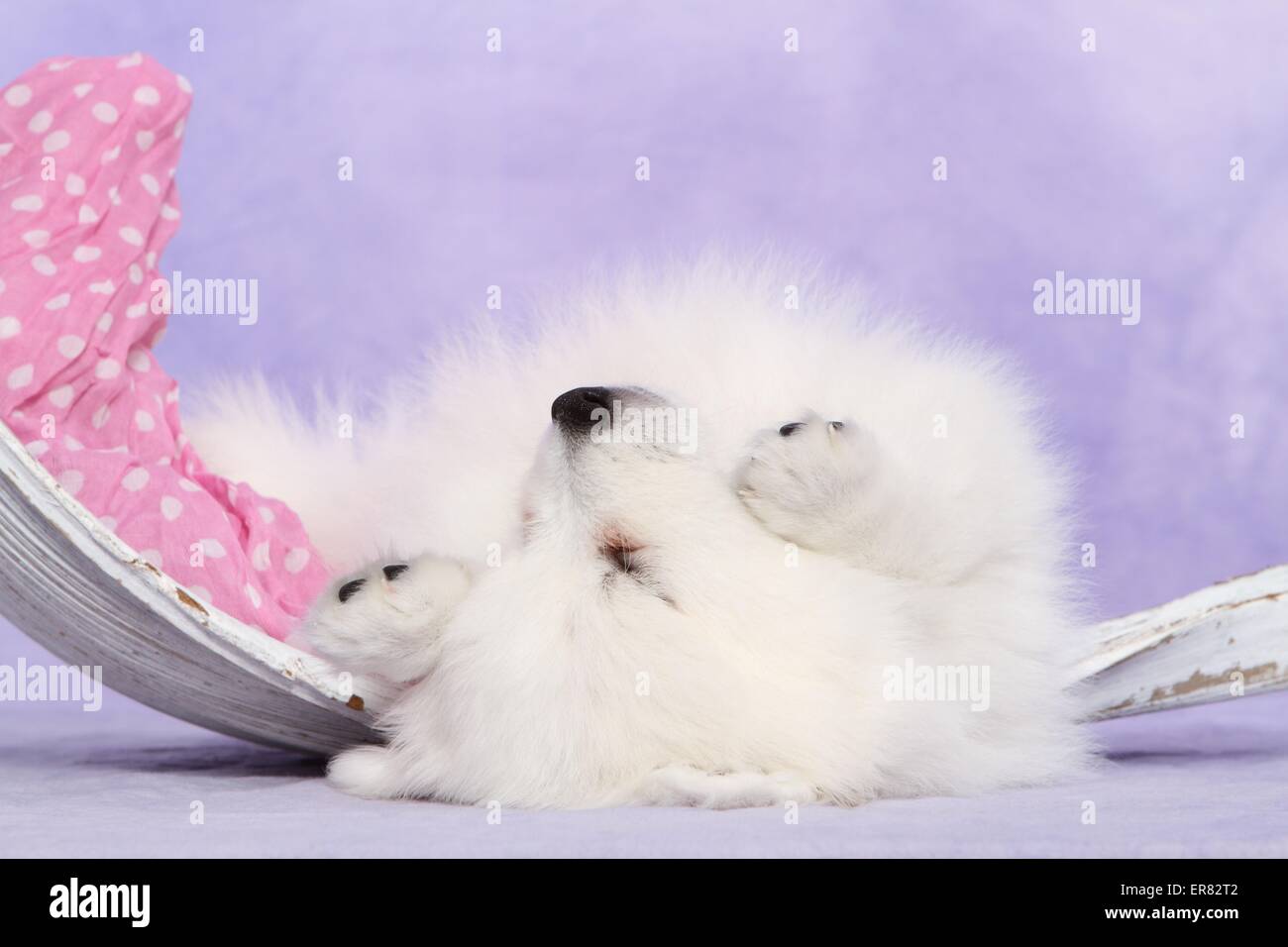 Chiot pomeranian japonais Banque D'Images