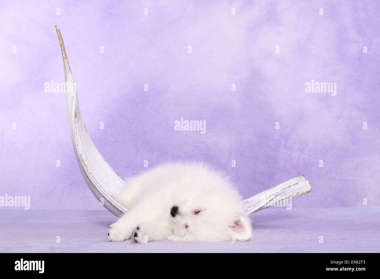 Chiot pomeranian japonais Banque D'Images