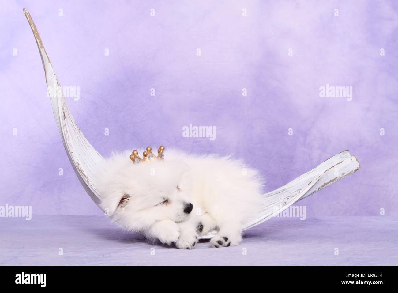 Chiot pomeranian japonais Banque D'Images