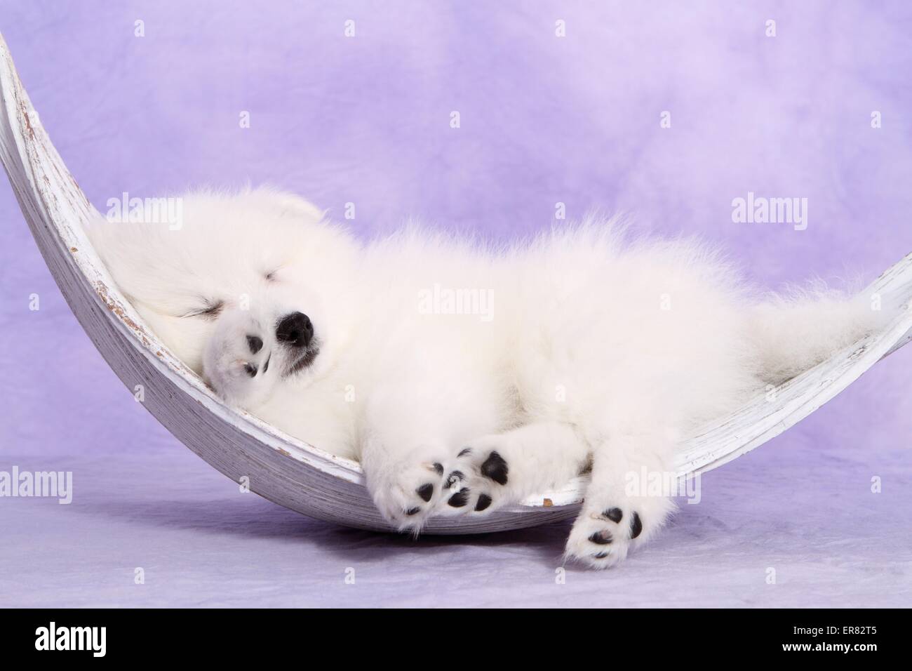 Chiot pomeranian japonais Banque D'Images
