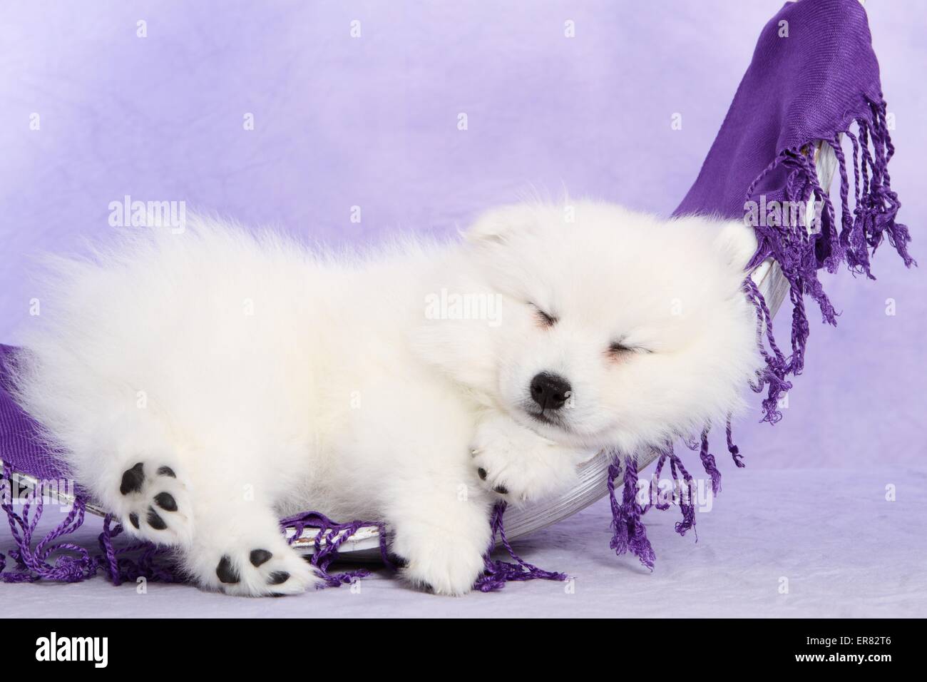 Chiot pomeranian japonais Banque D'Images