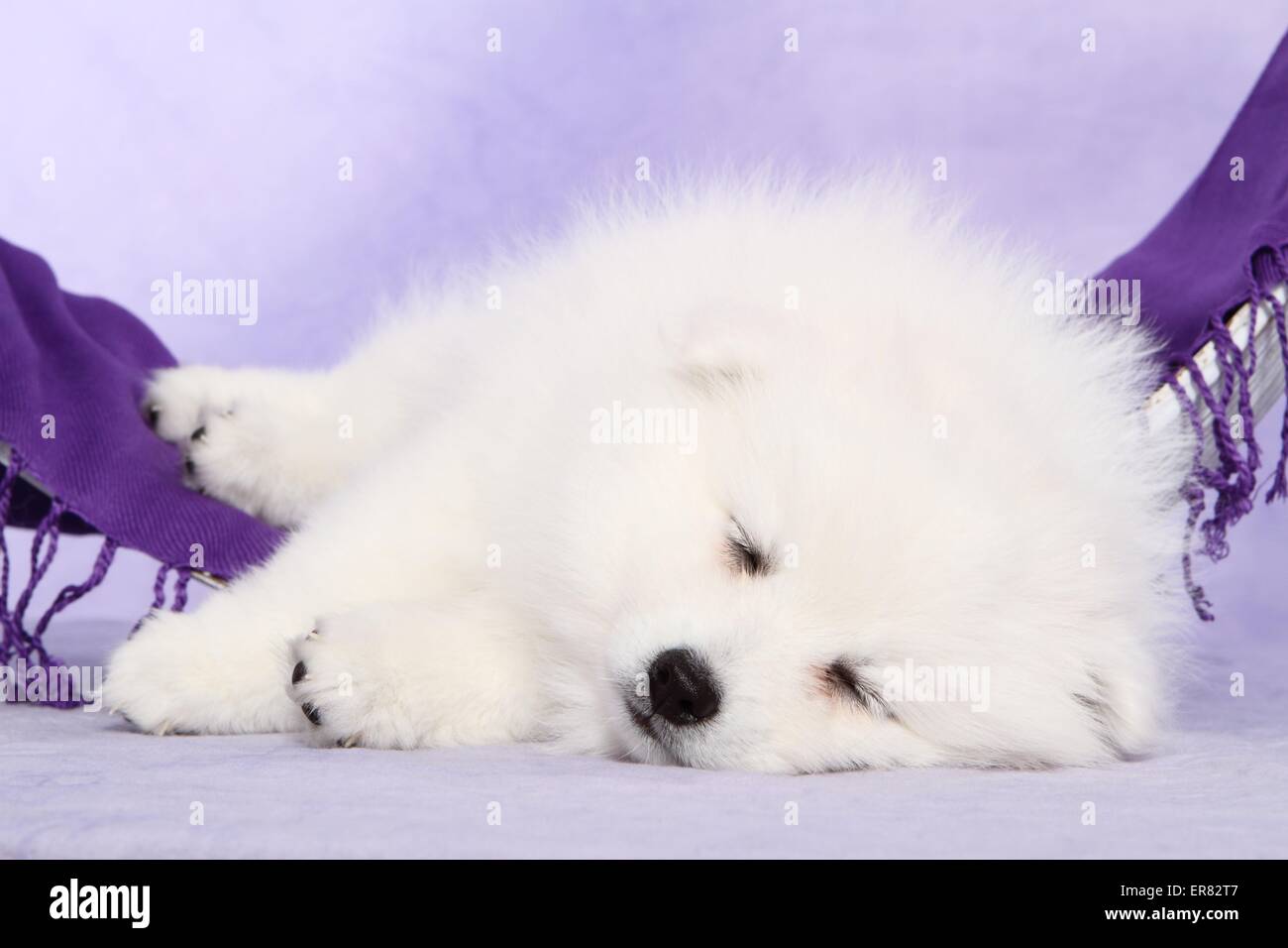 Chiot pomeranian japonais Banque D'Images