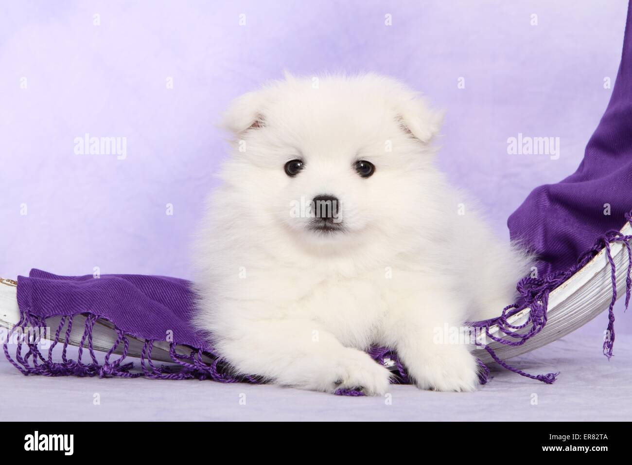 Chiot pomeranian japonais Banque D'Images