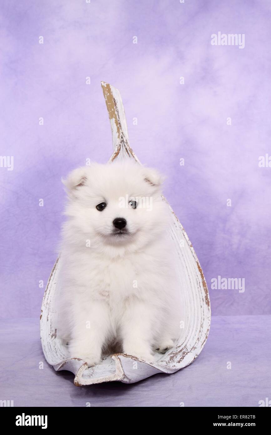 Chiot pomeranian japonais Banque D'Images