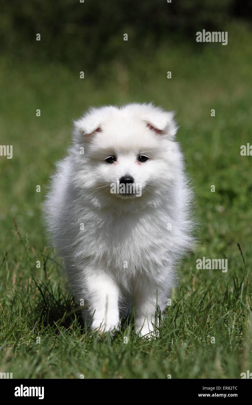 Chiot pomeranian japonais Banque D'Images
