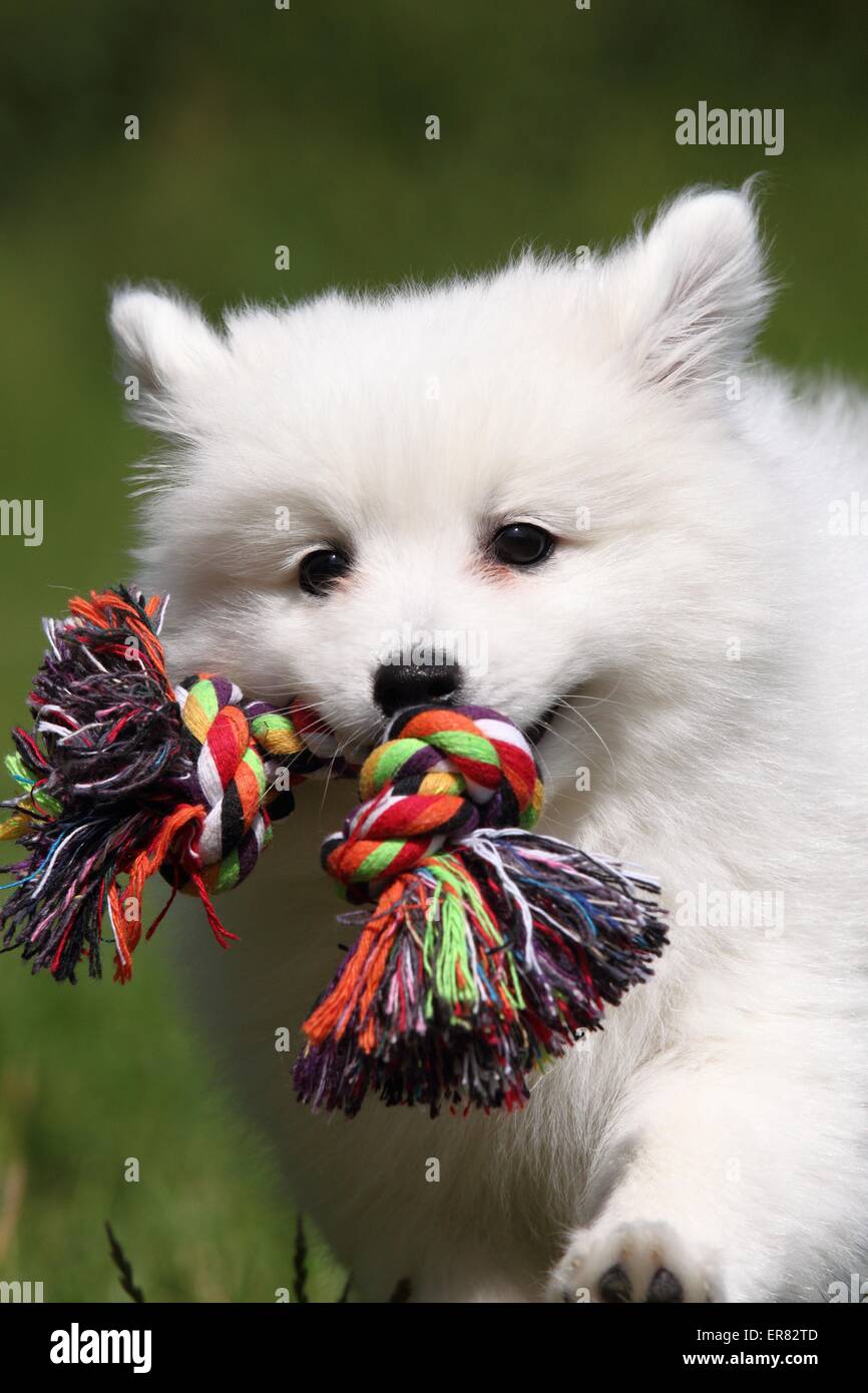 Chiot pomeranian japonais Banque D'Images